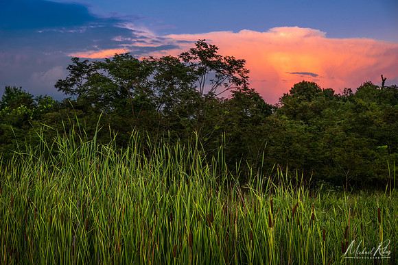 Evening Light (2022)