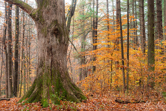 Old Oak Tree, Hocking Hills State Park (2021)