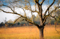 Black Walnut, Cades Cove (2023)