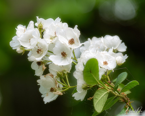 White Blossums (2023)