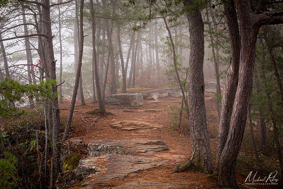 Misty Forest (2016)