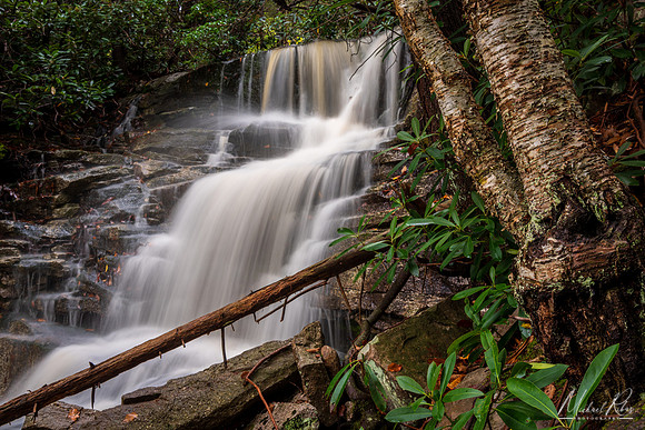 Falls Run, Blackwater Canyon (2019)