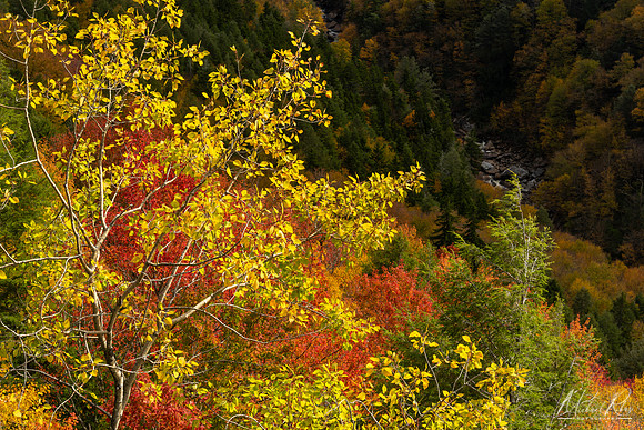 Fall Foliage Blackwater Canyon (2019)
