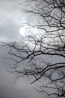 The Winter Sun (2024)