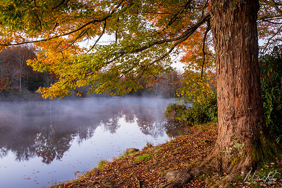 Sugar Maple on Price Lake (2019)
