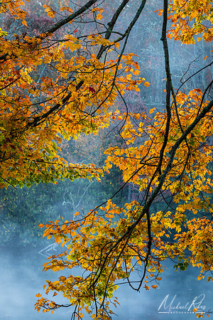 Backlit Branches (2019)