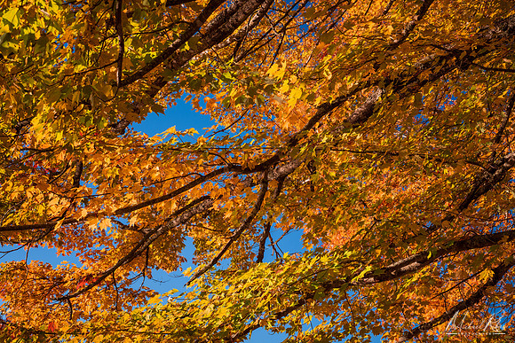 Maple Tree (2019)