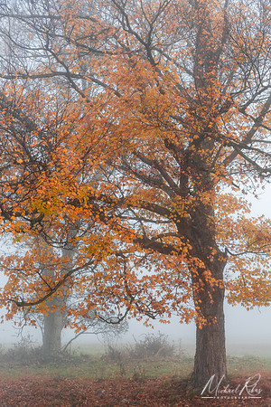 Trees in the Mist (2019)
