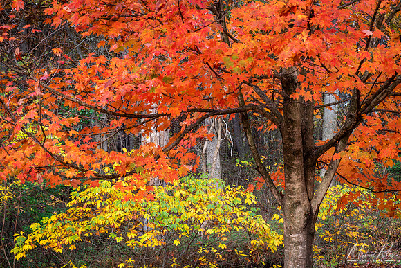 Sugar Maple (2019)