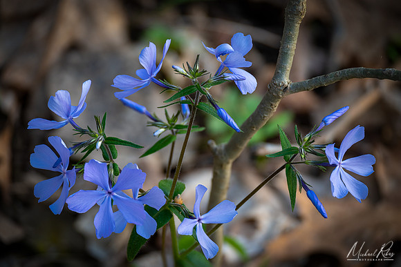Spring Flowers (2022)