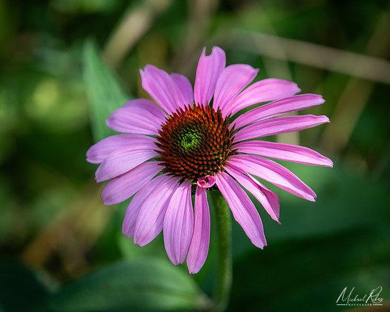 Purple Coneflower (2024)