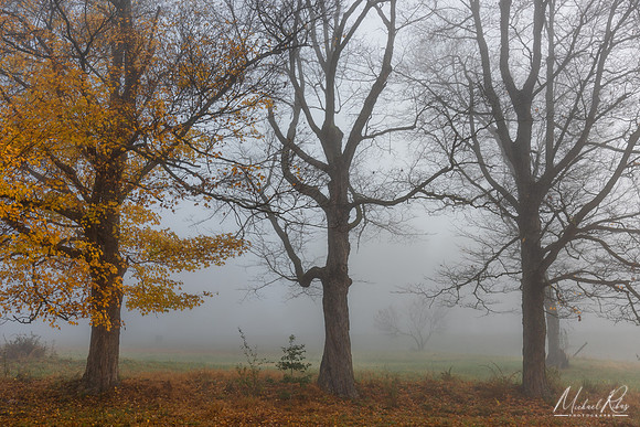 Three Trees (2019)