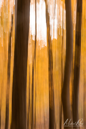 Autumn Forest Abstract (2019)