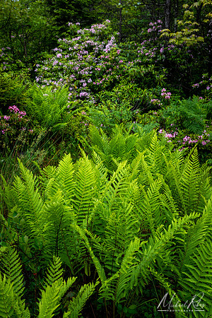 Ferns (2019)