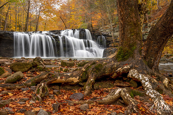 Brush Creek Falls and Old Tree (2019)