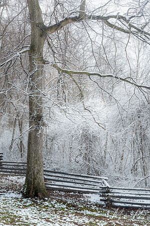 Tree and Fence in February (2024)