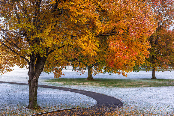 Maples and Snow (2019)