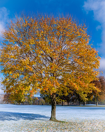 Maple in Snow (2019)