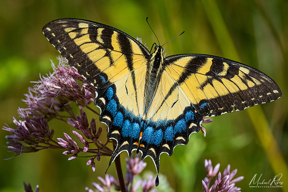 Yellow Swallowtail (2022)