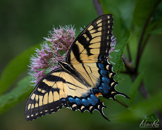 Tiger Swallowtail Butterfly (2022)
