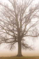Tree and Fog (2020)