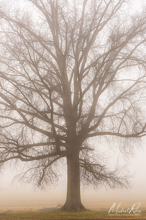 Tree and Fog (2020)