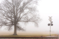 Tree and Fog (2020)