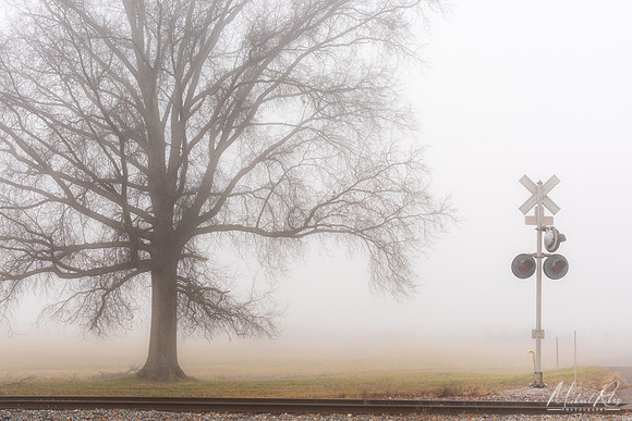 Tree and Fog (2020)