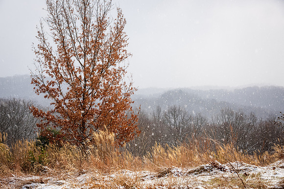 Snow Falling (2020)