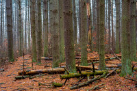 Hocking Hills Winter Forest (2020)