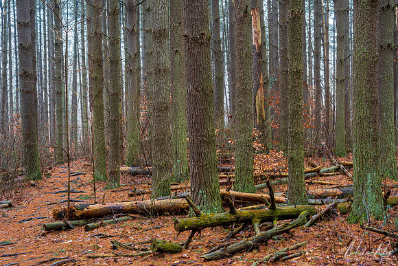 Hocking Hills Winter Forest (2020)