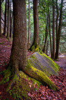 Hocking Hills Tree (2020)