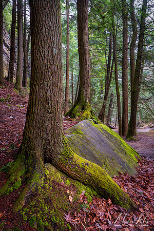 Hocking Hills Tree (2020)