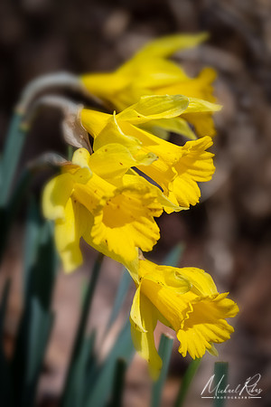 Daylillies (2024)
