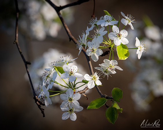 Spring Blossums (2024)