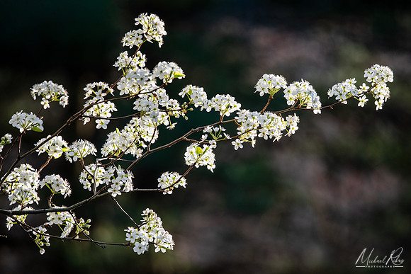 Spring Blossums (2024)
