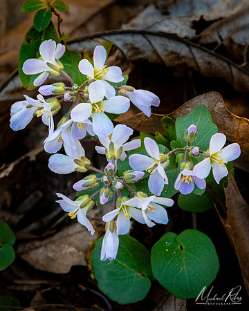 Woodland Phlox (2024)