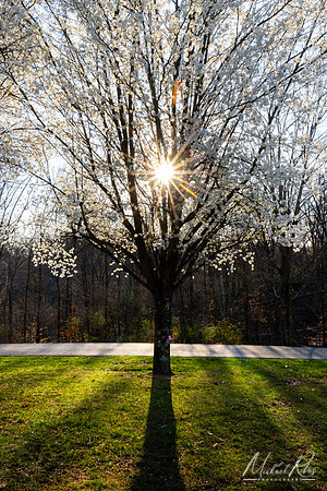 Blossoming Tree (2024)