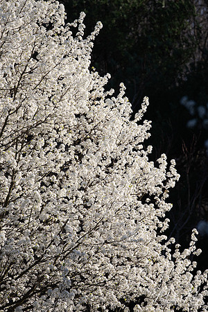 Spring Blossums (2024)
