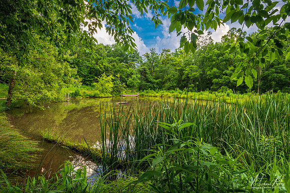 Frog Pond (2022)