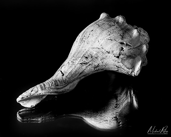 Weathered Seashell (2020)