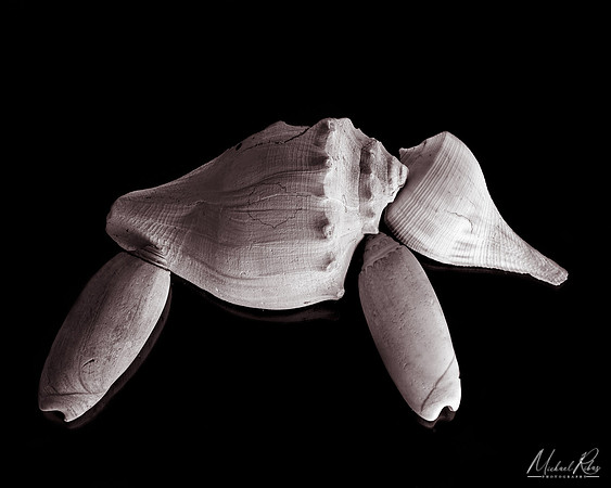 Seashell Elephant (2020)