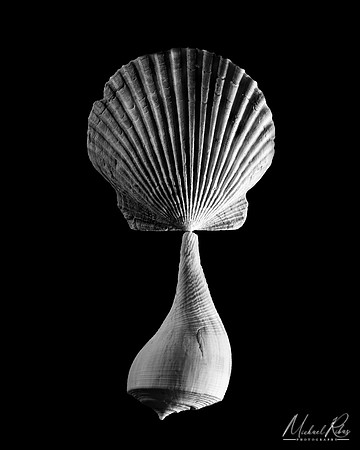 Seashell Peacock (2020)
