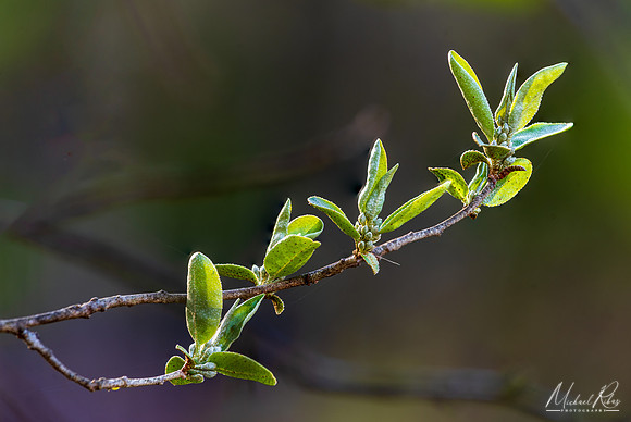 Budding Tree (2024)