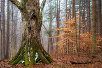 Old Tree in Forest (2020)