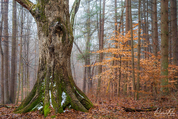 Old Tree in Forest (2020)