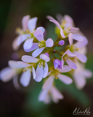 Spring Phlox (2020)