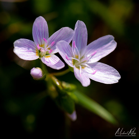 Phlox (2020)