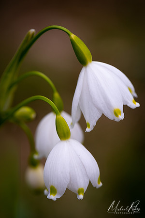 Leucojum - Spring Snowflake (2020)