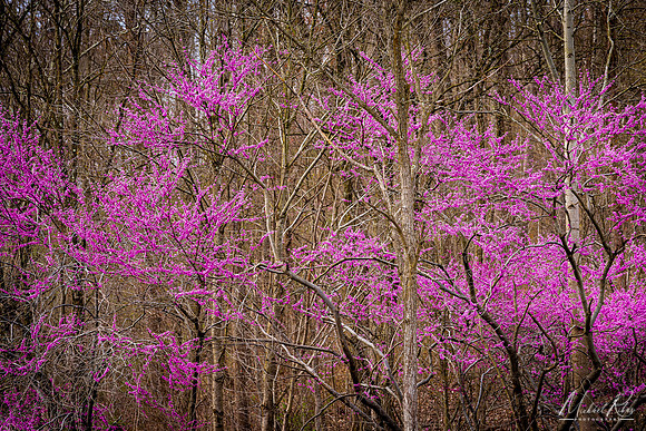 Redbud and April Woodland (2020)